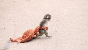 Kisah Punch si Monyet yang Undang Air Mata, Ini 7 Faktanya