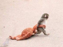 Kisah Punch Bayi Monyet Viral Lengket dengan Boneka Usai Ditinggal Induk