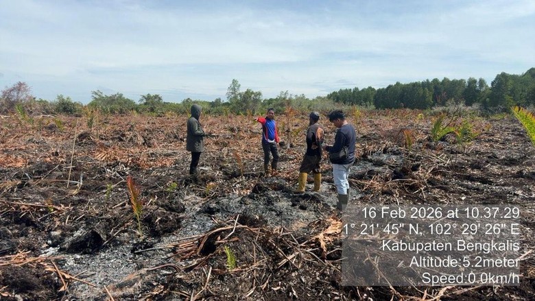 Pembakar Lahan di Bengkalis Riau Ditangkap, Dalihnya Bakar Sarang Tawon
