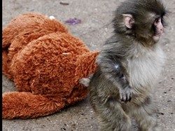 Kisah Punch si Monyet Kecil yang Menyayat Hati, Ini Fakta-faktanya