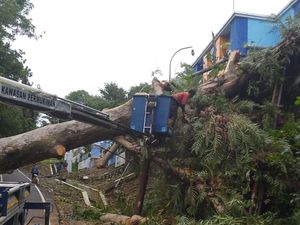 Gerak Cepat Pemkot Semarang Tangani Pohon Tumbang Imbas Hujan Angin