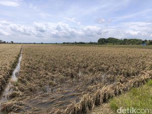 Resah Petani Grobogan Dibayangi Gagal Panen Imbas Banjir