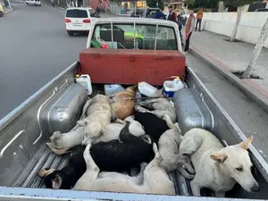 Maroko Dituding Mau Bantai Jutaan Anjing demi Piala Dunia 2030