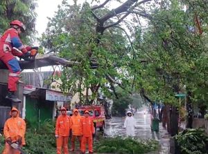 Hujan Deras, Pohon Tumbang Tutup Akses Jalan di Lagoa Jakut