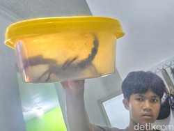 5 Fakta Kalajengking Jumbo Teror Sahur Warga Sukabumi