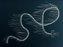 Predator Laut Dalam Ini Panjangnya Lebih dari 40 Meter