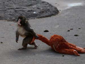 Pakar Ungkap Fakta Pilu di Balik Video Punch si Bayi Monyet