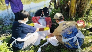 Ngeri! Bocah Kakak-Adik di Polman Diserang Anjing, Warga Sempat Kira Bangkai