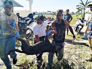 Horor Kakak-Adik Dikira Bangkai Diserang Kawanan Anjing Liar di Polman