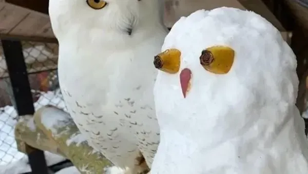 Begini Jadinya Kalau Main Salju Kelewat Kreatif