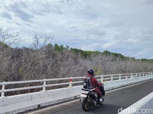 6 Are Tanaman Mangrove Tahura Ngurah Rai Mati Diduga gegara Pipa BBM Bocor
