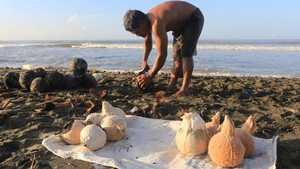 Ramadan Dongkrak Penjualan Kelapa Muda Bakar