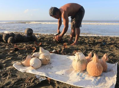 Ramadan Dongkrak Penjualan Kelapa Muda Bakar