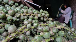 Bulan Ramadan, Permintaan Kolang Kaling Naik hingga Empat Kali Lipat