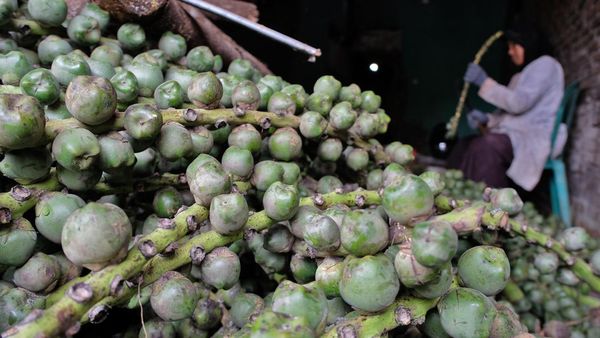 Bulan Ramadan, Permintaan Kolang Kaling Naik hingga Empat Kali Lipat