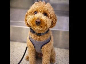 Tega, Penumpang Tinggalkan Anjing di Konter Check In Begitu Saja