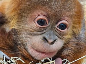 Foto: Gemasnya Raya, Bayi Orangutan di Kebun Binatang Indiana