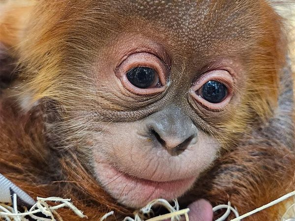 Foto: Gemasnya Raya, Bayi Orangutan di Kebun Binatang Indiana