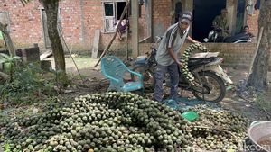 Potret Warga Jambi Panen Beluluk dan Hasilkan Cuan Saat Ramadan