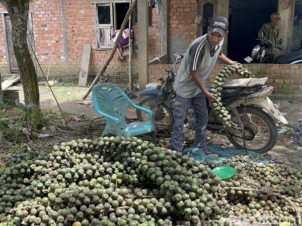 Potret Warga Jambi Panen Beluluk dan Hasilkan Cuan Saat Ramadan