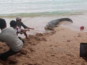 Buaya 4 Meter Muncul di Pantai Minahasa, Warga Tangkap Pakai Jubi