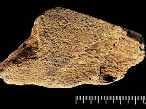 Palu dari Tulang Gajah Berusia 500 Ribu Tahun, Alat Canggih Manusia Purba