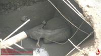 Kronologi Kawanan Gajah Rusak Mess di Riau Usai Anaknya Kejeblos Septic Tank