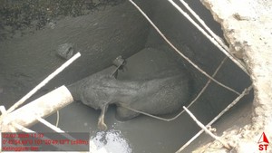 Kronologi Kawanan Gajah Rusak Mess di Riau Usai Anaknya Kejeblos Septic Tank