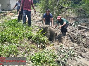 Anak Gajah Digiring Kembali ke Hutan Usai Dievakuasi dari Septic Tank di Riau