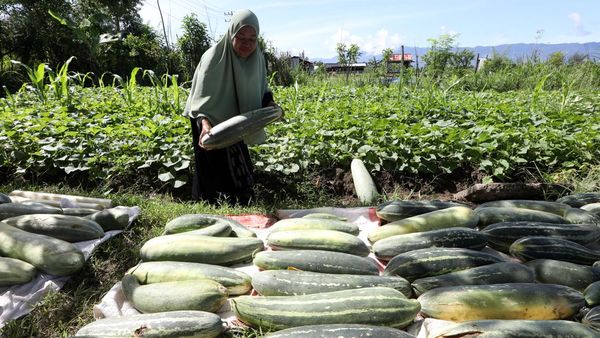 Panen Timun Suri Segar Siap Ramaikan Pasar Ramadan