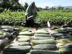 Panen Timun Suri Segar Siap Ramaikan Pasar Ramadan