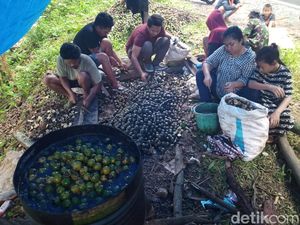 Keluhan Produsen Kolang-kaling Purwakarta Sulitnya Cari Bahan Baku
