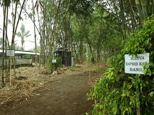 Upaya Desa Adat di Bangli Konservasi Pohon Langka Kaliasem dan Majegau