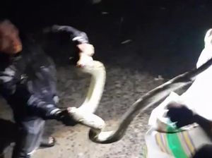 Warga Tangkap Ular Piton 3 Meter Hidup-hidup di Pasar Senggol Parepare