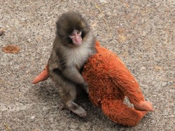 Mengapa Ibu Monyet Punch Menelantarkannya? Ini Penjelasan Pakar