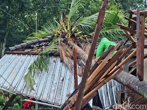 Cuaca Ekstrem, Karangasem Diterjang Longsor dan Pohon Tumbang