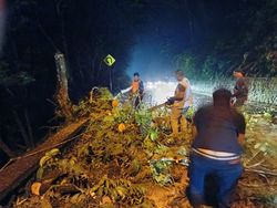 3 Pohon di Buleleng Tumbang Akibat Angin Kencang dan Hujan Deras