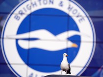 Viral Pemain Selamatkan Burung Camar Kena Gebok Bola, Bikin Haru!