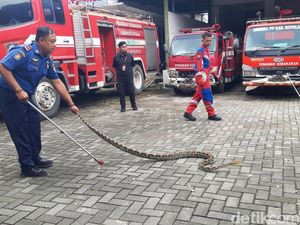 Bikin Kaget Saat Sahur, Piton 2,5 Meter Ngumpet di Kandang Ayam Warga Boyolali