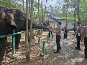 Dukung Kelestarian Gajah, Polisi di Riau Kirim 500 Nanas ke PLG Sebanga