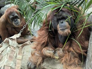 Orang Utan Berusia 40 Tahun di AS Harus Disuntik Mati Karena Kanker Meradang
