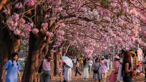 Tabebuia Rosea Bermekaran, Kampus Kasetsart Thailand Diserbu Pengunjung