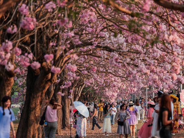 Tabebuia Rosea Bermekaran, Kampus Kasetsart Thailand Diserbu Pengunjung