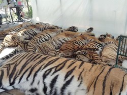 Dunia Hari Ini: Kematian 72 Harimau di Taman Wisata Thailand Bukan karena Flu Burung
