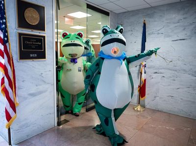 Aksi Katak Hijau di Washington Soroti Isu Demokrasi AS