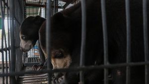 Penyelamatan Beruang Madu di Serang