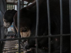 Penyelamatan Beruang Madu di Serang
