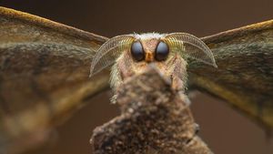 Karya Jawara Kontes Foto Close-Up Bikin Melotot, Ada Indonesia