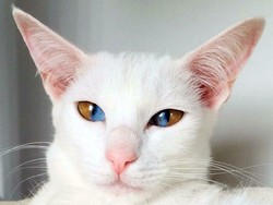 Mata Kucing Beneran Bisa Menyala dalam Gelap? Ini Faktanya