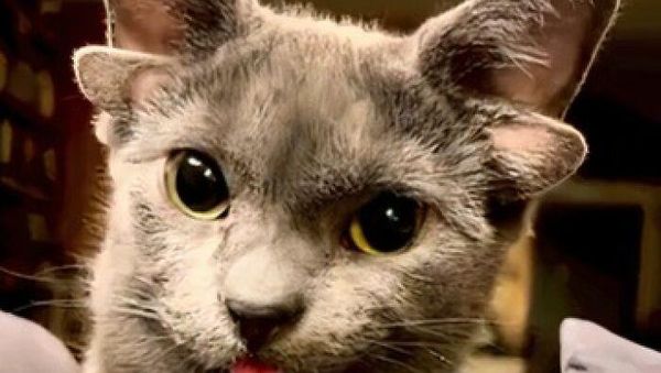 Keajaiban Genetik, 7 Kucing dengan Mutasi Langka yang Memukau